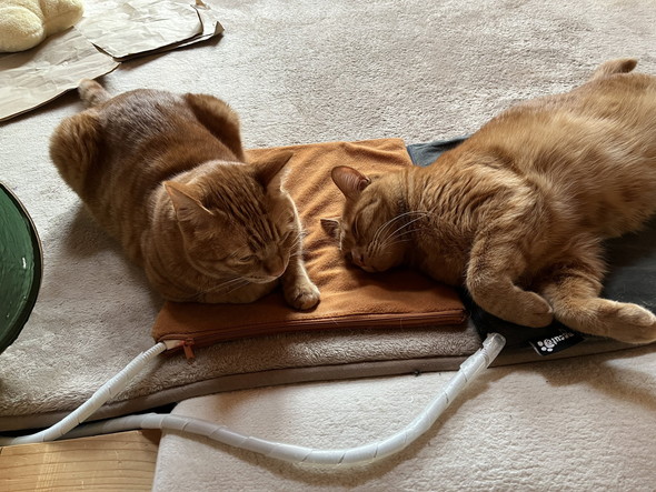 一緒にくつろぐ猫ちゃん2匹