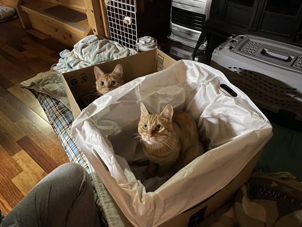箱の中に入っている猫ちゃん2匹
