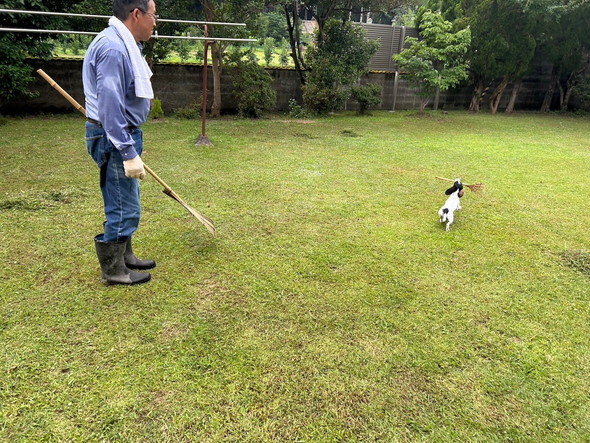 ミニ熊手をくわえて走り回るワンコ