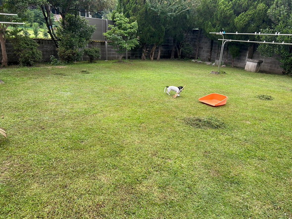 ミニ熊手をくわえて走り回るワンコ