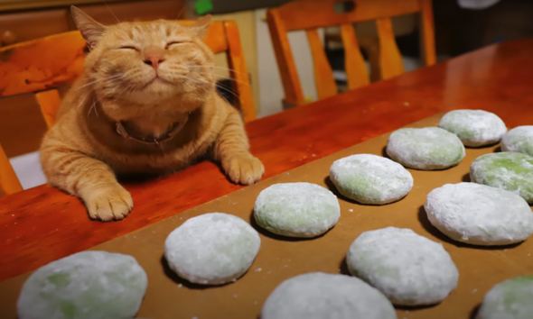 猫たちと草餅作り