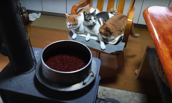 小豆を見張る猫たち