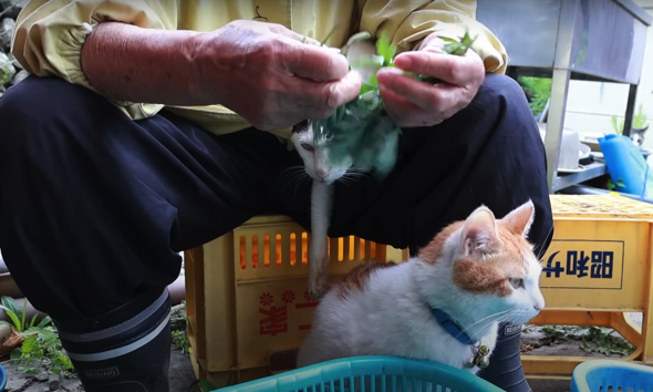 よもぎを葉だけにして分別