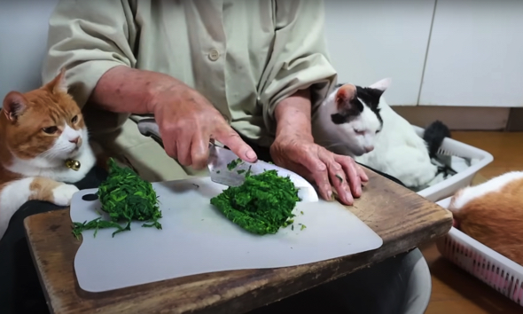 よもぎ刻みを見守る猫