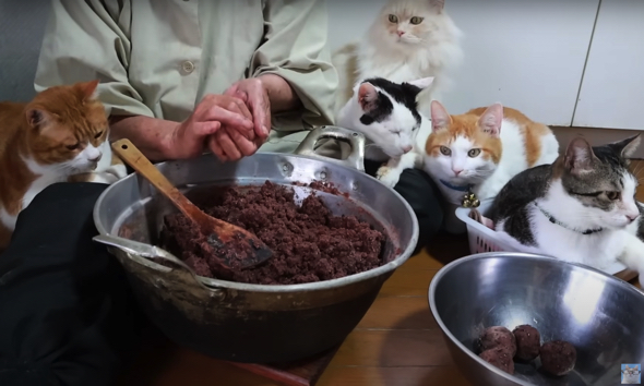 あんこを握るおばあちゃんと見守る猫たち