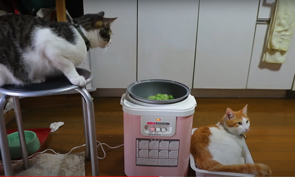 餅つきマシーンに興味津々な猫