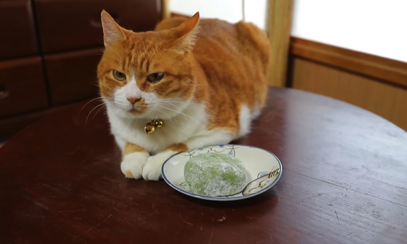 猫たちも満足そうな表情