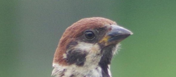 首が細くなったスズメ