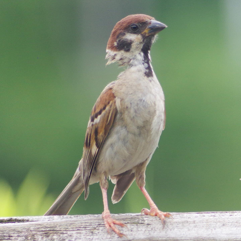 首が細くなったスズメ