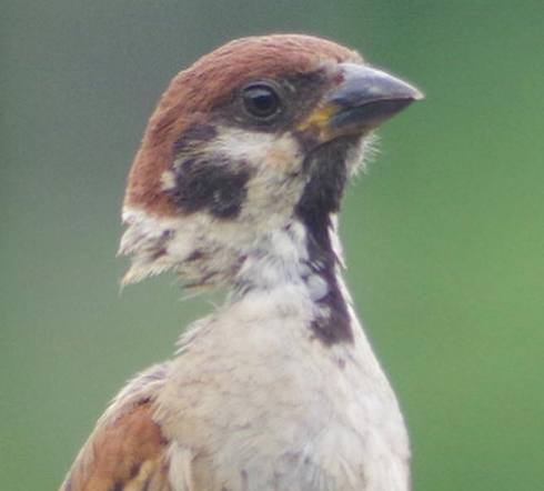 首が細くなったスズメ