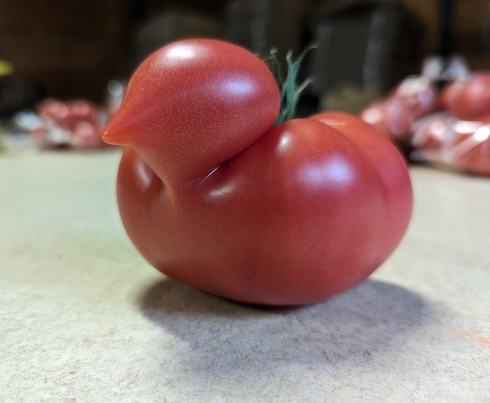 Twitterロゴのようなトマト