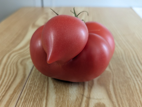 Twitterロゴのようなトマト