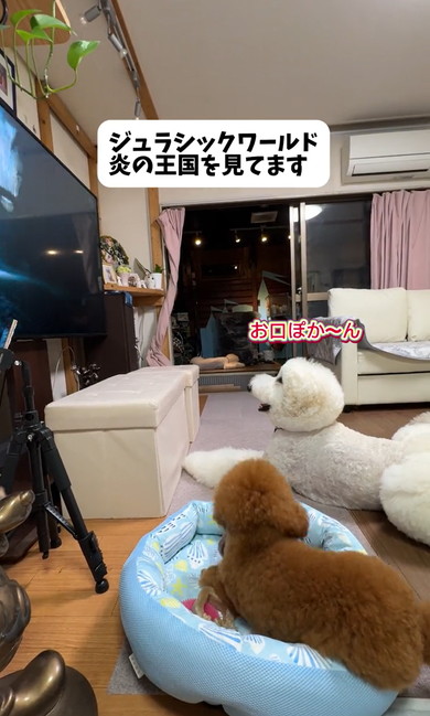 ジュラシックワールドをみるワンコ