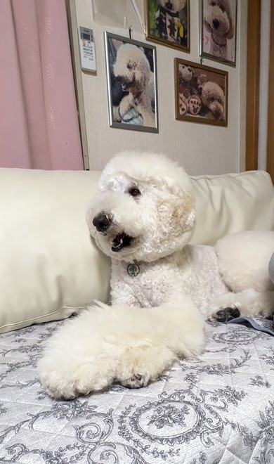 ジュラシックワールドをみるワンコ