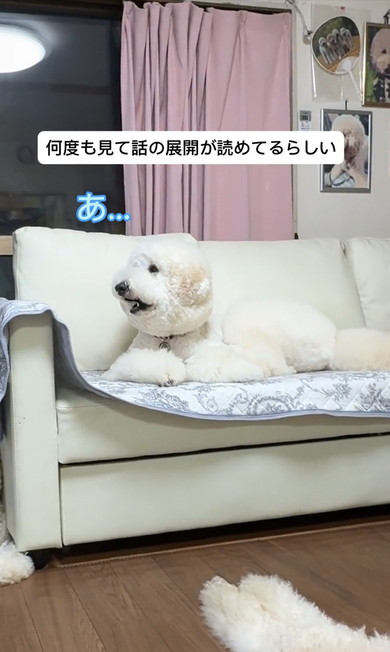 ジュラシックワールドをみるワンコ