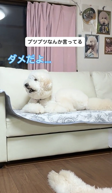 ジュラシックワールドをみるワンコ