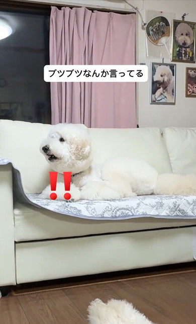 ジュラシックワールドをみるワンコ