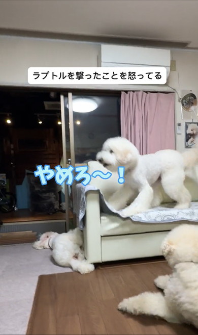 ジュラシックワールドをみるワンコ