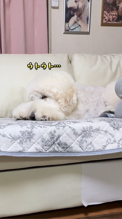 ジュラシックワールドをみるワンコ