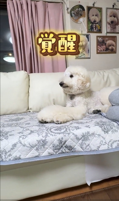 ジュラシックワールドをみるワンコ