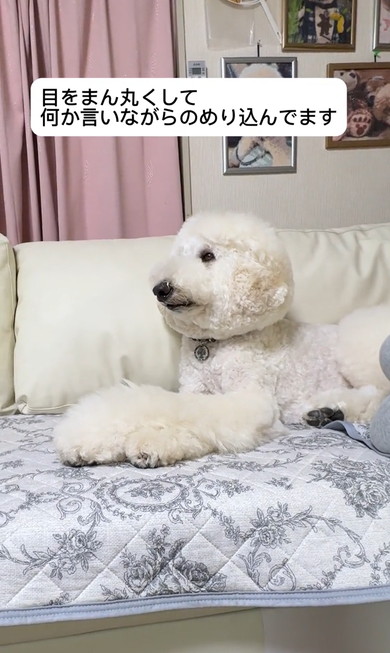 ジュラシックワールドをみるワンコ