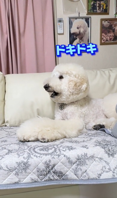 ジュラシックワールドをみるワンコ