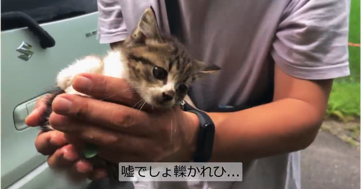 ガリガリの子猫、炎天下の車道でうずくまり……　「まさに奇跡的救出」「幸せになって欲しい」尊い命の保護に感謝の声（1/2） | 猫 ねとらぼ