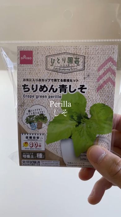 ダイソーのちりめん青しそ栽培キット
