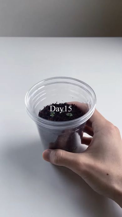 種をまいて15日目に用土から出てきたシソの芽