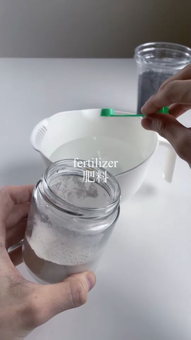 微粉ハイポネックスを水に溶いて肥料としてシソに与える