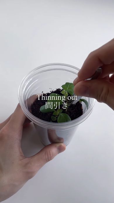 育ちの良いシソを残して株を間引く