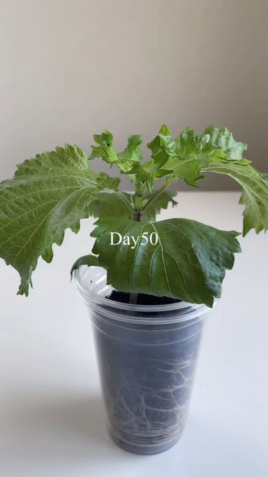 葉を収穫できるほどに育った50日目のシソ