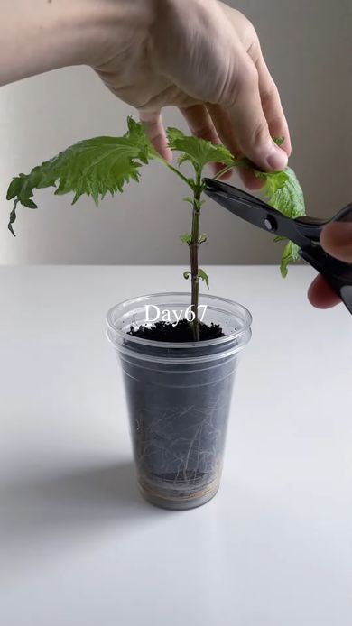 67日目のシソから葉を収穫する様子