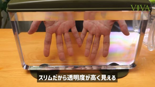 水を入れたダイソーの「昆虫観察ケース」は反対側までよく見える