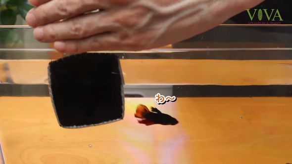 撮影するためにダイソーの「昆虫観察ケース」へ熱帯魚を投入