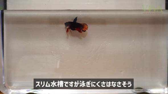 撮影用にしたダイソーの「昆虫観察ケース」内で泳ぐ熱帯魚