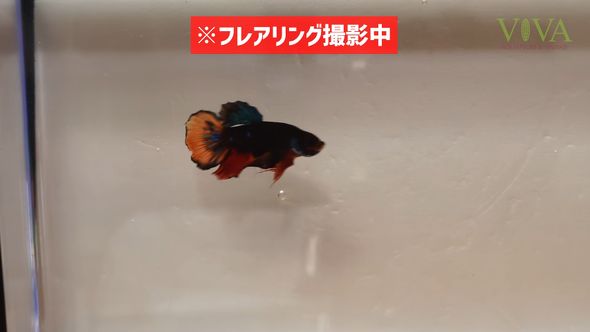 撮影用にしたダイソーの「昆虫観察ケース」内で泳ぐ熱帯魚