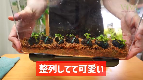 水草栽培用の容器してダイソーの「昆虫観察ケース」を使う