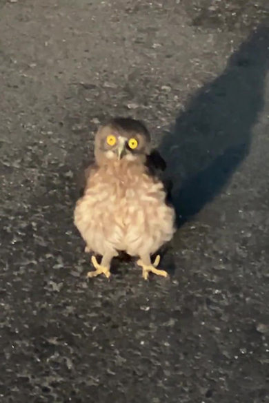 ヒナズーム頭が元の位置に