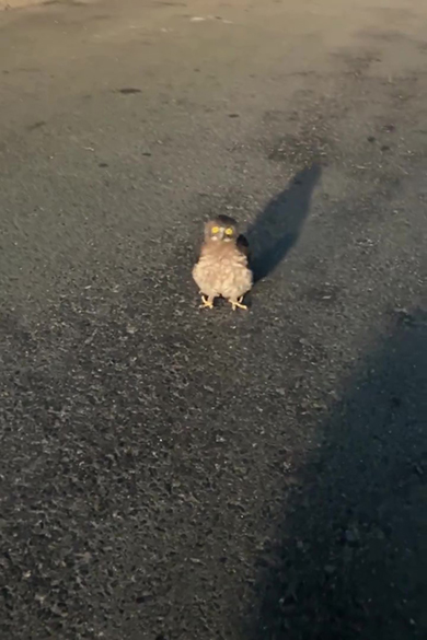 頭が元の位置に戻った