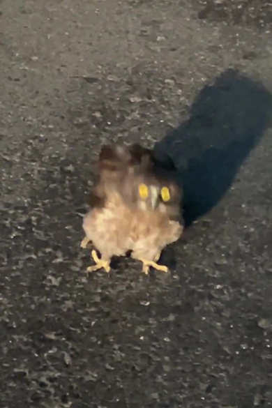 ヒナズーム頭が右に