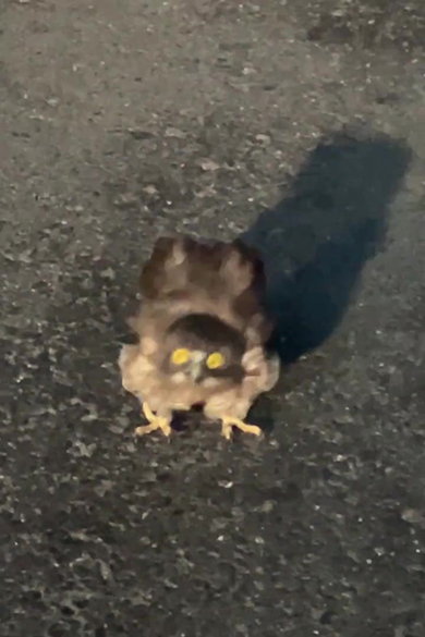 ヒナズーム頭が下に