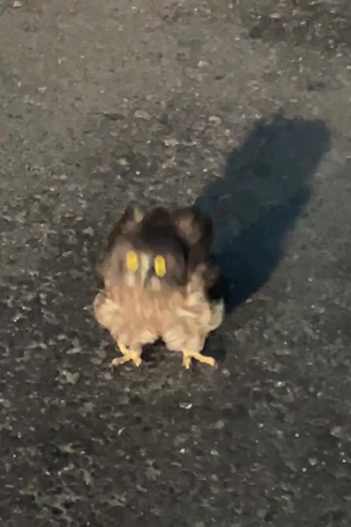 ヒナズーム頭が左に