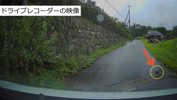 炎天下の車道でうずくまる子猫を保護