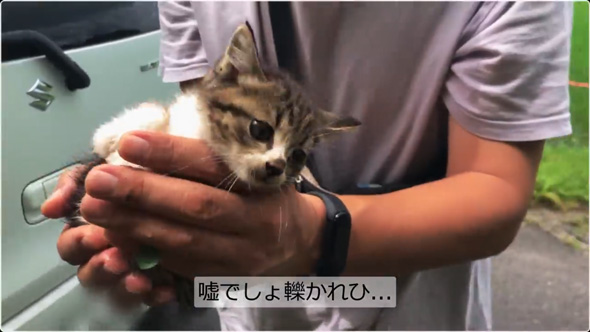 炎天下の車道でうずくまる子猫を保護