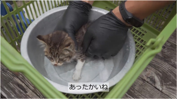 炎天下の車道でうずくまる子猫を保護