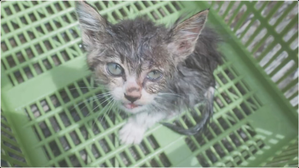 炎天下の車道でうずくまる子猫を保護