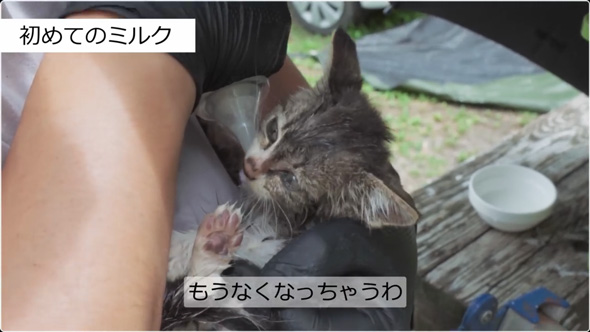 炎天下の車道でうずくまる子猫を保護