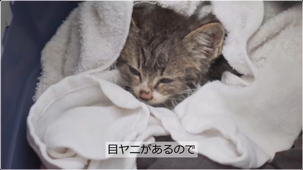 炎天下の車道でうずくまる子猫を保護