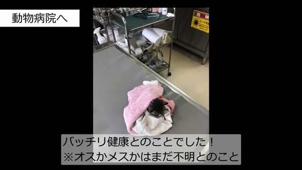 炎天下の車道でうずくまる子猫を保護